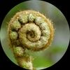 frondlyfern